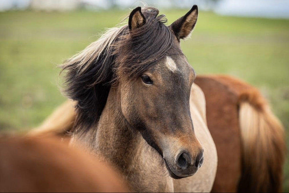 Drei Tage Freiheit – Reitabenteuer im Jura 15. – 17.05.2027 Jugendliche und junge Erwachsene von 12 bis 21 Jahren